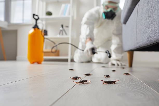 Commercial Kitchen Cockroach Control in Shirley